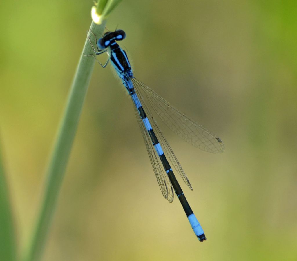 Coenagrionidae: Coenagrion scitulum?    S� !